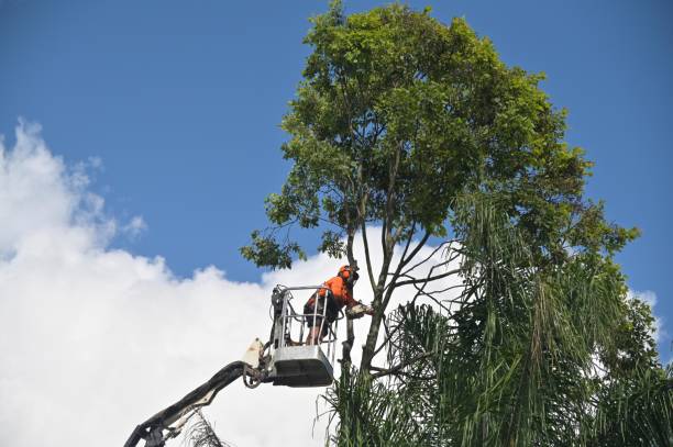 Best Commercial Tree Services  in Sand Ridge, NY